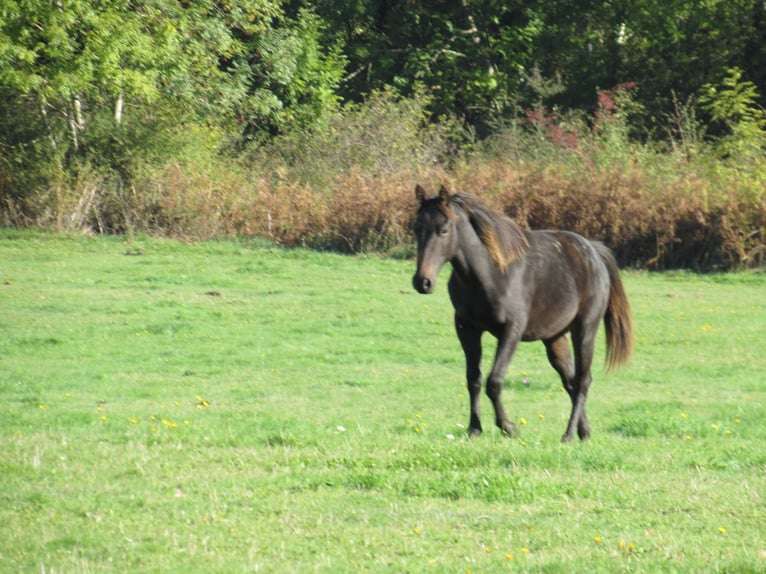 American Quarter Horse Stallion 1 year Smoky-Black in Ferrieres Sur Sichon