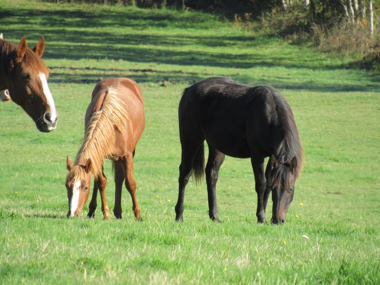American Quarter Horse Stallion 1 year Smoky-Black in Ferrieres Sur Sichon