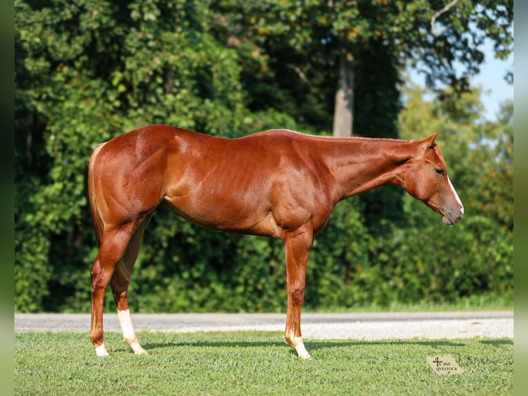 American Quarter Horse Stallion 1 year Sorrel in Santa Fe