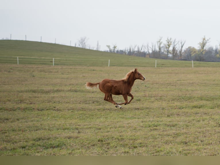 American Quarter Horse Stallion 1 year Sorrel in Iszkaszentgyörgy