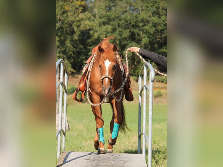 American Quarter Horse Stallion 20 years 14,2 hh Chestnut-Red in Haltern am See