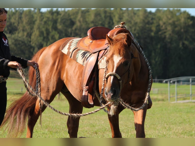 American Quarter Horse Stallion 20 years 14,2 hh Chestnut-Red in Haltern am See