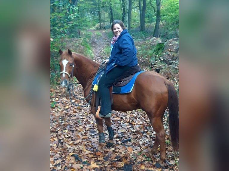 American Quarter Horse Stallion 20 years 14,2 hh Chestnut in Haltern am See