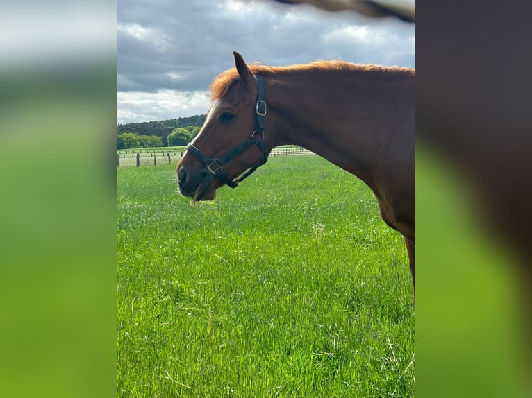 American Quarter Horse Stallion 20 years 14,2 hh Chestnut-Red in Haltern am See