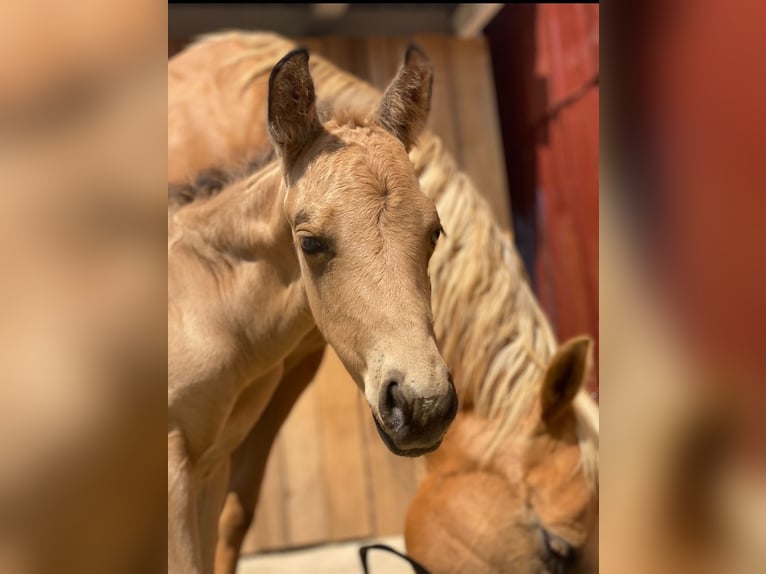 American Quarter Horse Stallion 2 years 12,2 hh Buckskin in Sulzdorf an der Lederhecke