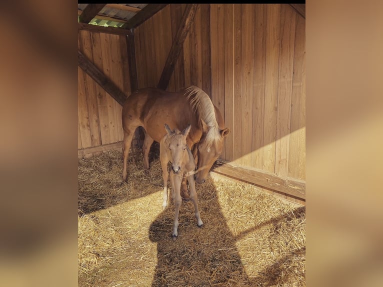 American Quarter Horse Stallion 2 years 12,2 hh Buckskin in Sulzdorf an der Lederhecke