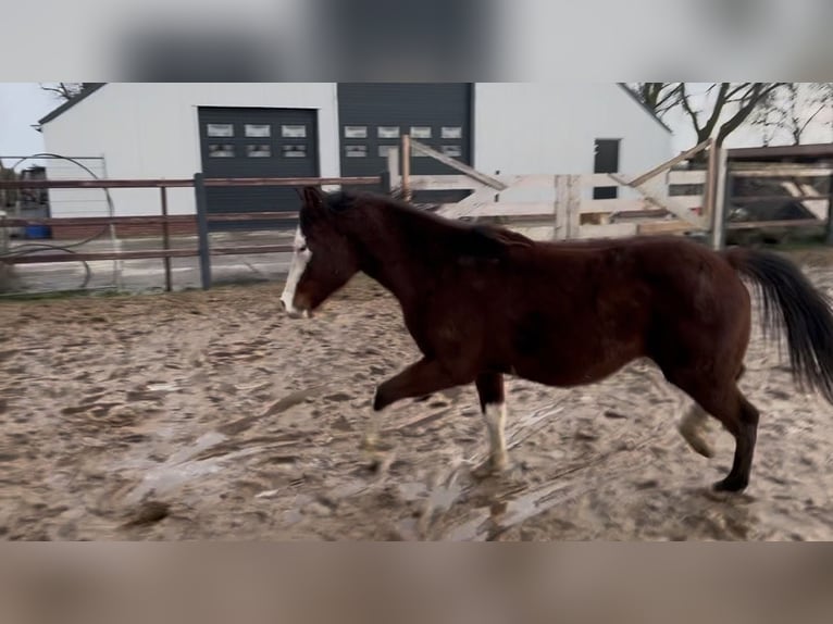 American Quarter Horse Stallion 2 years 12.3 hh Brown in Nieuw Beerta