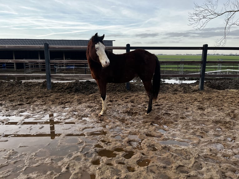 American Quarter Horse Stallion 2 years 12,3 hh Brown in Nieuw Beerta