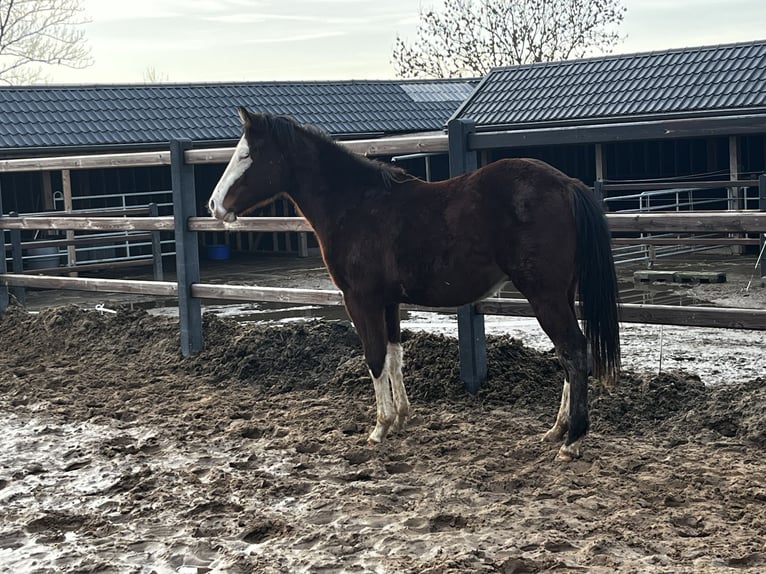 American Quarter Horse Stallion 2 years 13.1 hh Brown in Nieuw Beerta