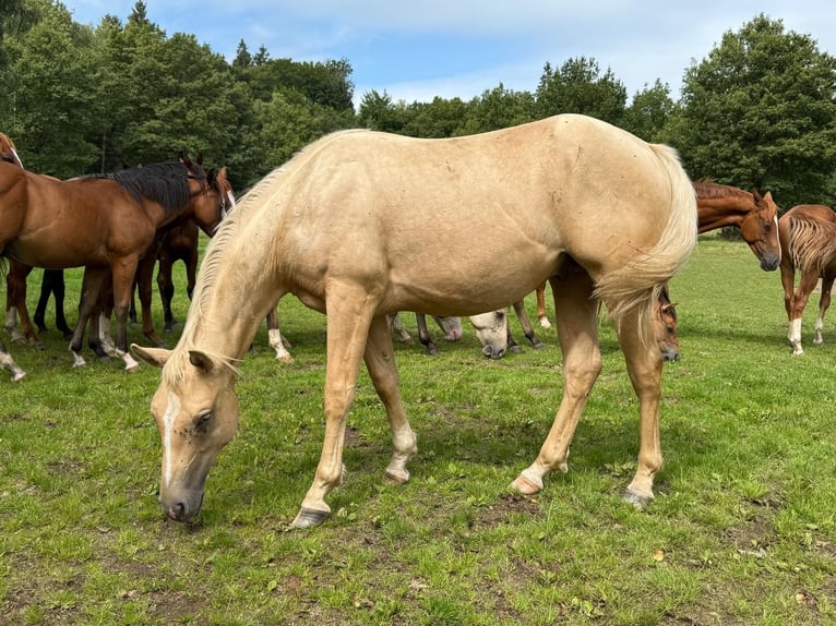 American Quarter Horse Stallion 2 years 13.2 hh Palomino in Purmerend