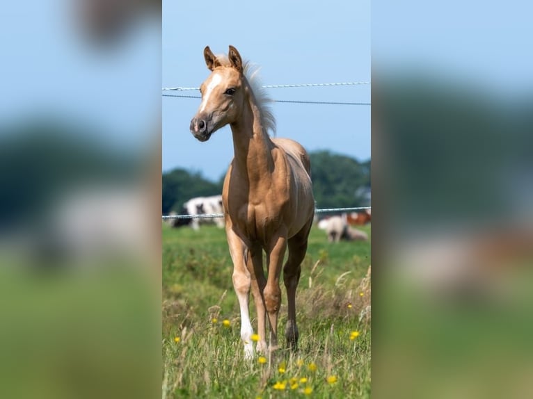 American Quarter Horse Stallion 2 years 13.2 hh Palomino in Purmerend