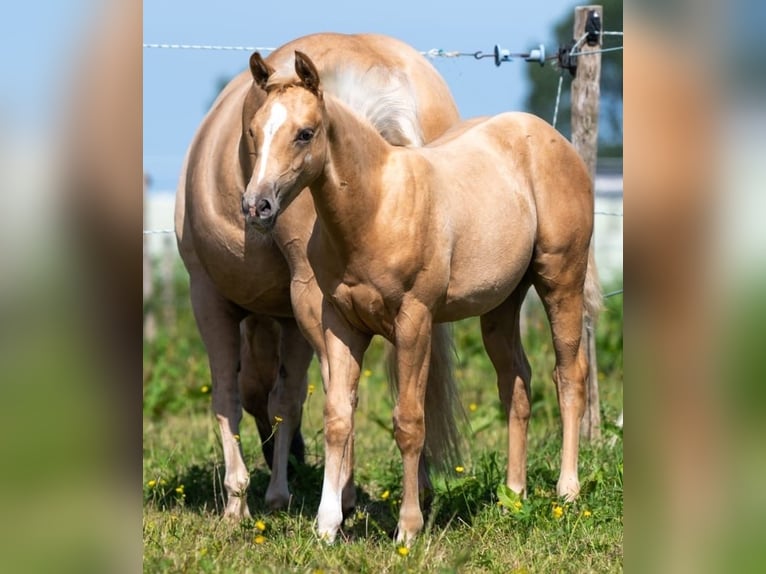 American Quarter Horse Stallion 2 years 13.2 hh Palomino in Purmerend