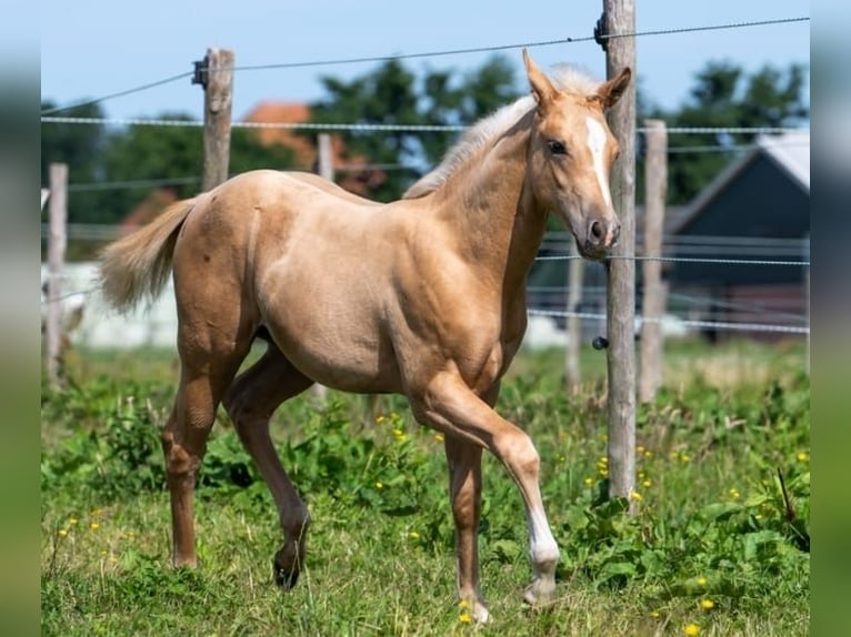 American Quarter Horse Stallion 2 years 13.2 hh Palomino in Purmerend