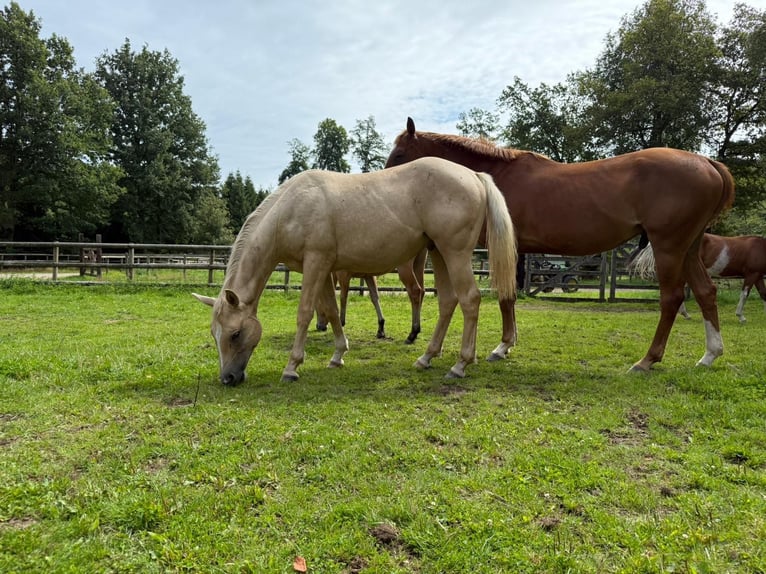 American Quarter Horse Stallion 2 years 13.2 hh Palomino in Purmerend