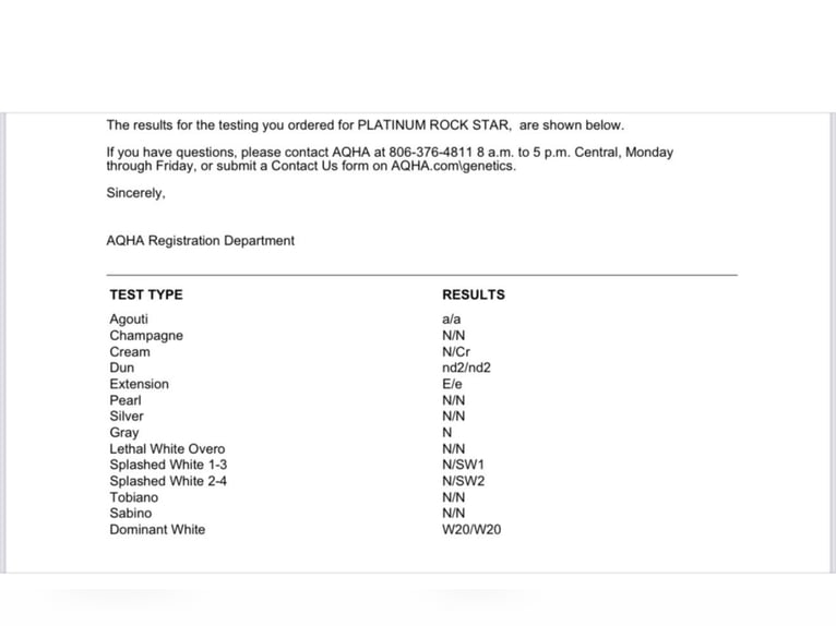 American Quarter Horse Stallion 2 years 13,3 hh Smoky-Black in Rhede