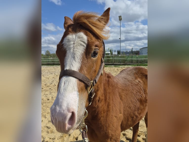 American Quarter Horse Stallion 2 years 13 hh Sorrel in Vöhringen