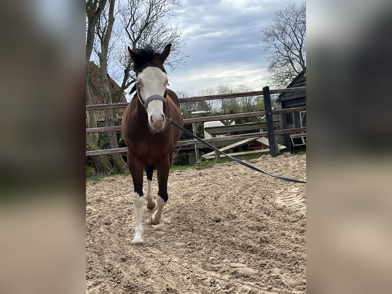 American Quarter Horse Stallion 2 years 13,1 hh Brown in Nieuw Beerta
