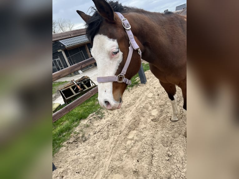 American Quarter Horse Stallion 2 years 13,1 hh Brown in Nieuw Beerta