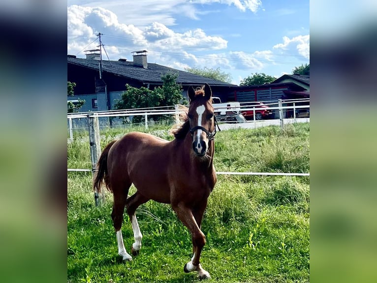 American Quarter Horse Stallion 2 years 13,2 hh Chestnut in Ruden