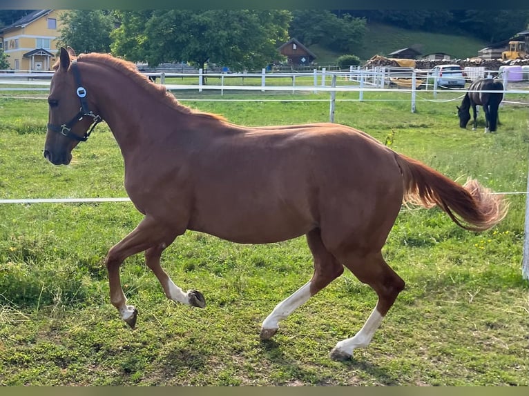 American Quarter Horse Stallion 2 years 13,2 hh Chestnut in Ruden