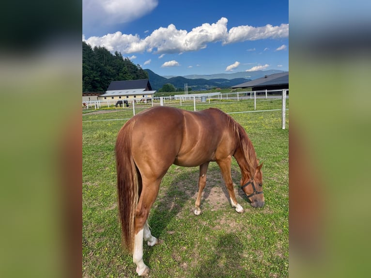 American Quarter Horse Stallion 2 years 13,2 hh Chestnut in Ruden