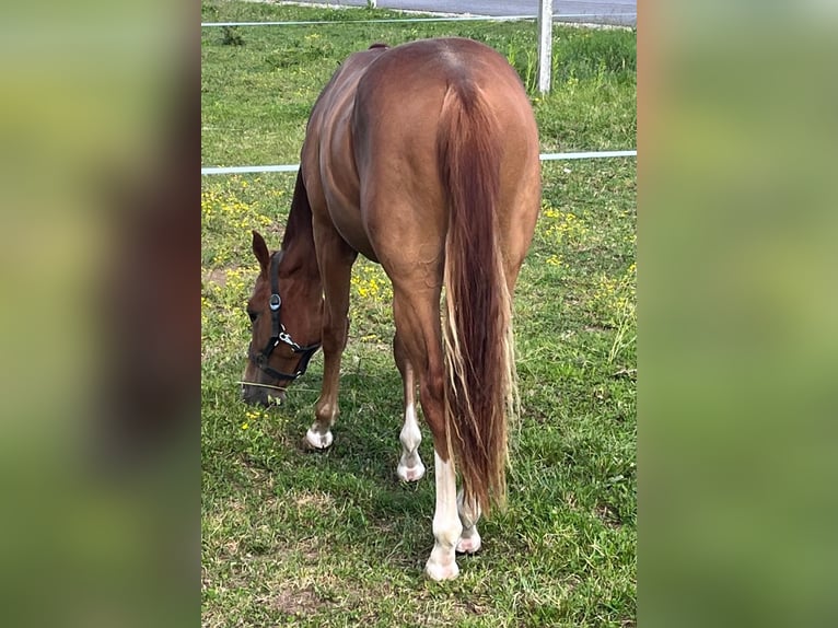 American Quarter Horse Stallion 2 years 13,2 hh Chestnut in Ruden