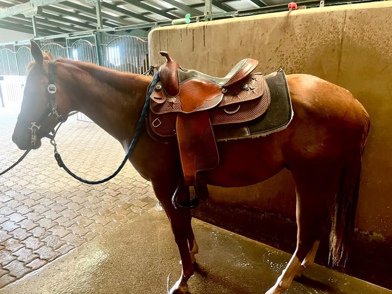 American Quarter Horse Stallion 2 years 13,2 hh Chestnut in Ruden
