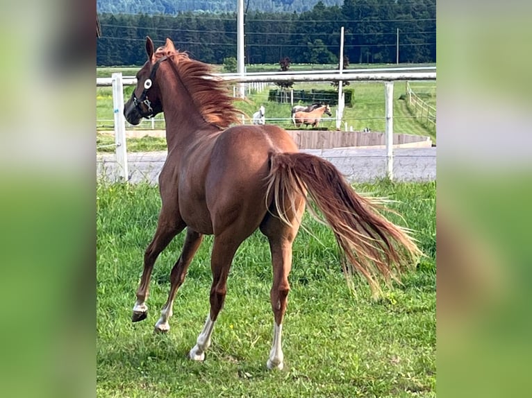 American Quarter Horse Stallion 2 years 13,2 hh Chestnut in Ruden