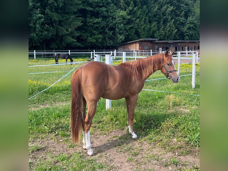 American Quarter Horse Stallion 2 years 13,2 hh Chestnut in Ruden