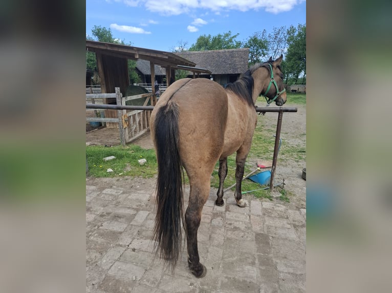 American Quarter Horse Stallion 2 years 13,2 hh Dunalino in Wien, Donaustadt