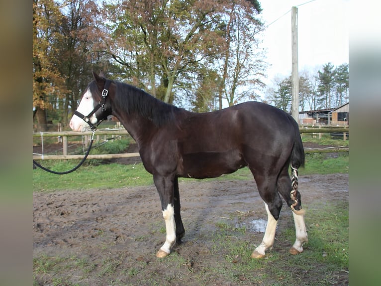 American Quarter Horse Stallion 2 years 13,3 hh Smoky-Black in Rhede