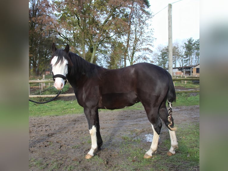 American Quarter Horse Stallion 2 years 13,3 hh Smoky-Black in Rhede