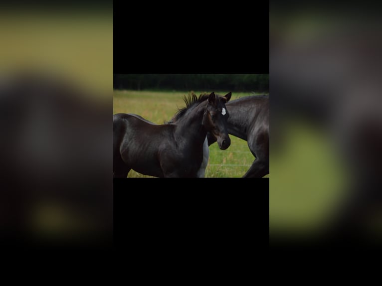 American Quarter Horse Stallion 2 years 14.1 hh Black in Brunn