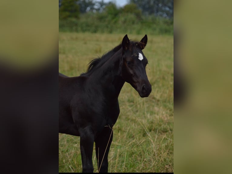 American Quarter Horse Stallion 2 years 14.1 hh Black in Brunn