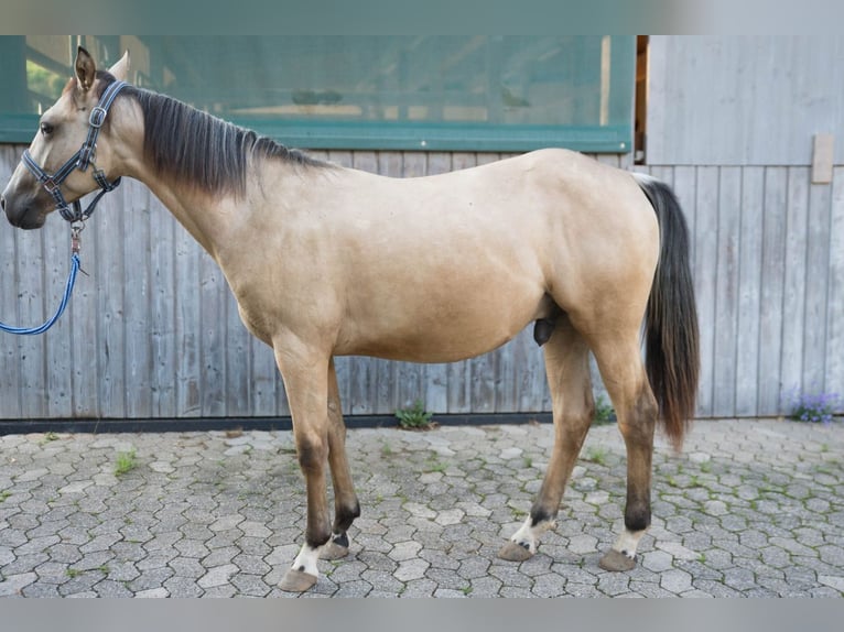 American Quarter Horse Stallion 2 years 14,1 hh Buckskin in Niedersayn