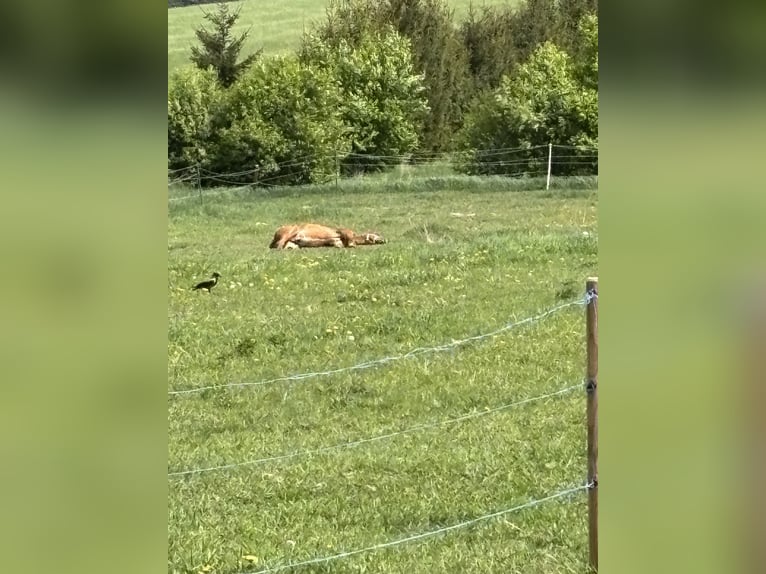 American Quarter Horse Stallion 2 years 14.1 hh Chestnut-Red in Dražkovce pri Martine
