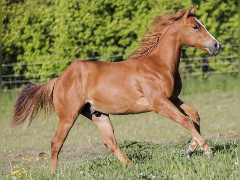American Quarter Horse Stallion 2 years 14.1 hh Chestnut-Red in Dražkovce pri Martine