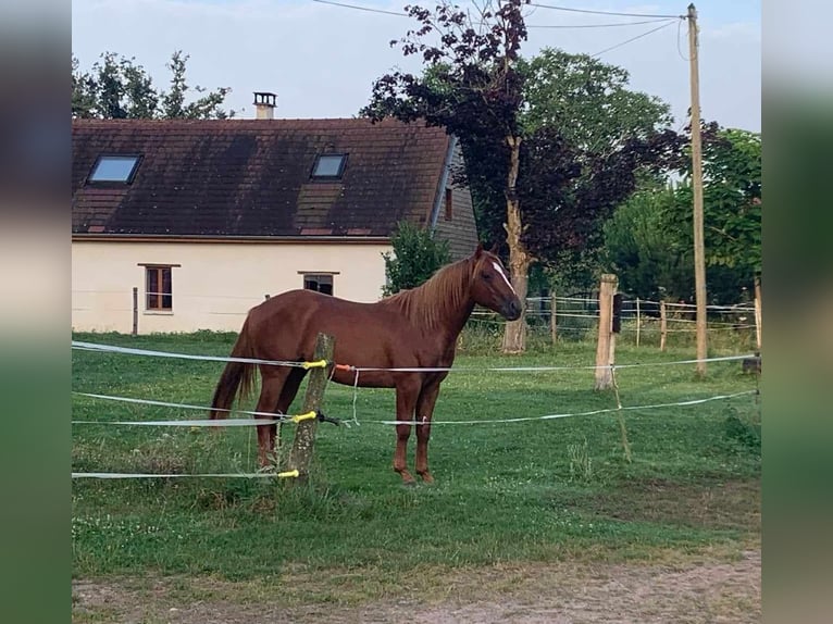 American Quarter Horse Stallion 2 years 14,1 hh Chestnut-Red in Billezois