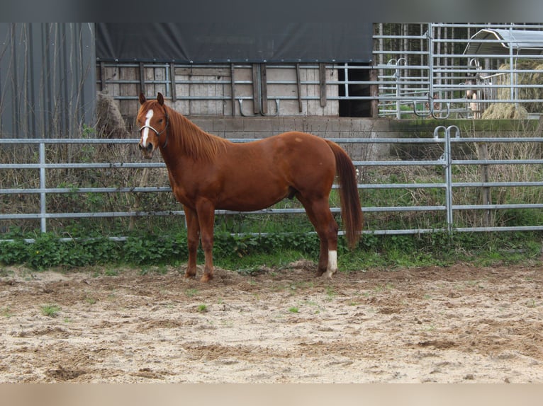 American Quarter Horse Stallion 2 years 14,1 hh Chestnut-Red in Gerolstein