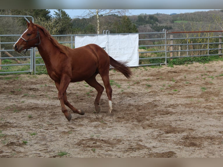 American Quarter Horse Stallion 2 years 14,1 hh Chestnut-Red in Gerolstein