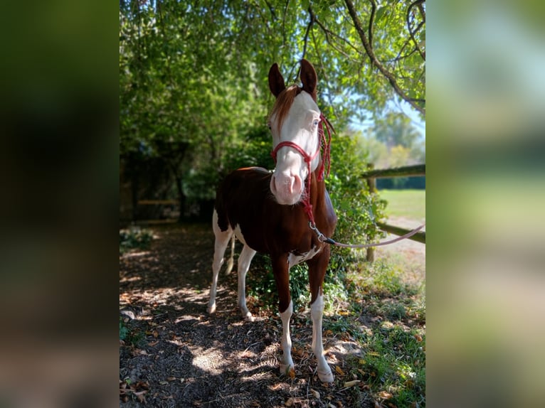 American Quarter Horse Stallion 2 years 14.1 hh Chestnut in Froyennes
