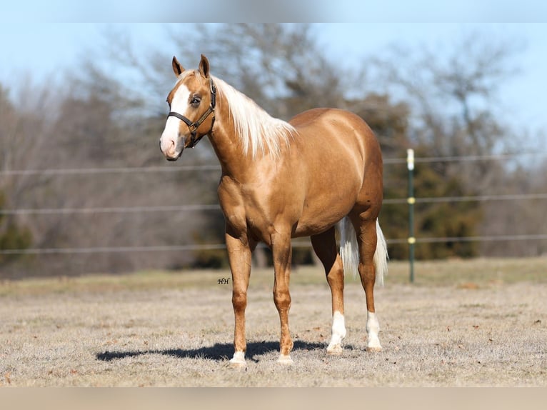 American Quarter Horse Stallion 2 years 14,1 hh Palomino in Whitesboro