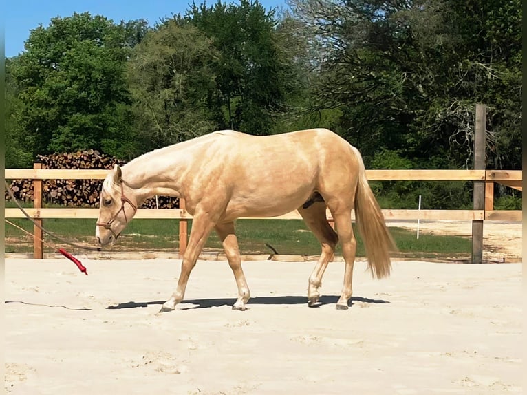 American Quarter Horse Stallion 2 years 14.1 hh Palomino in Capdrot