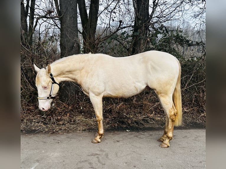 American Quarter Horse Stallion 2 years 14,1 hh Perlino in Mannheim