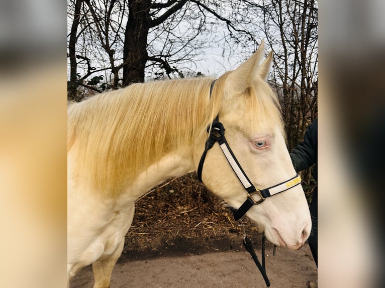 American Quarter Horse Stallion 2 years 14,1 hh Perlino in Mannheim