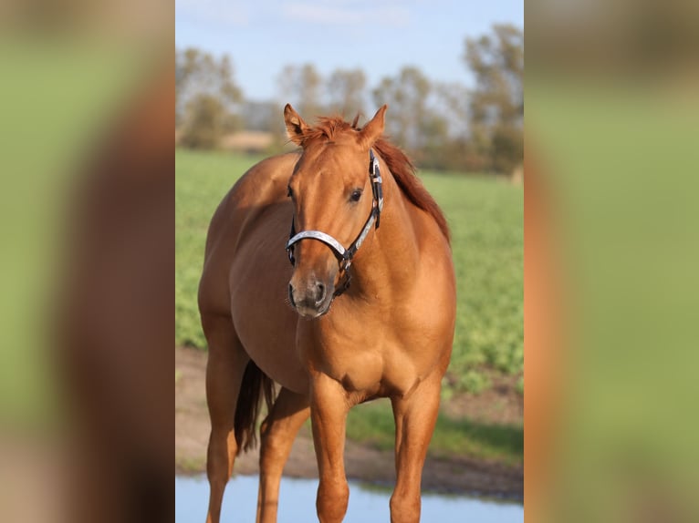 American Quarter Horse Stallion 2 years 14.1 hh Red Dun in Nienhagen