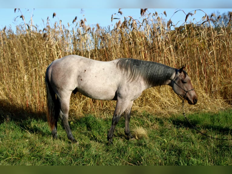 American Quarter Horse Stallion 2 years 14,1 hh Roan-Bay in Shipshewana