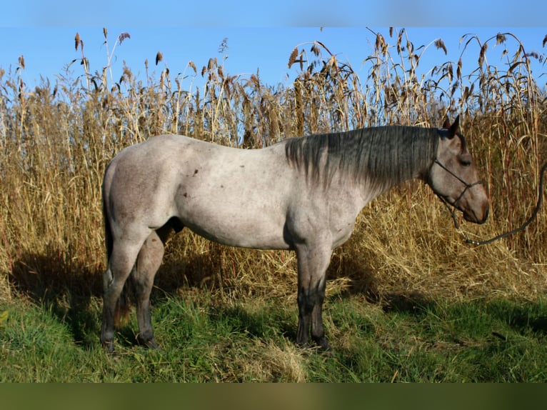 American Quarter Horse Stallion 2 years 14,1 hh Roan-Bay in Shipshewana