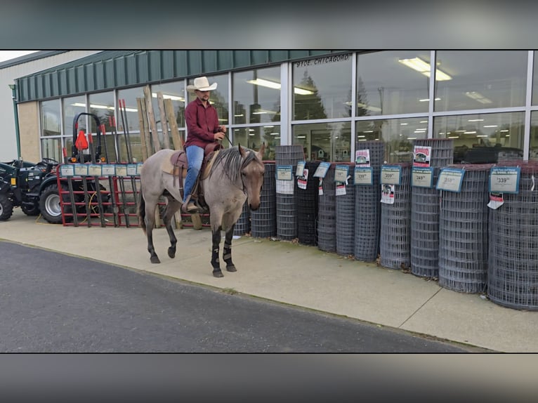 American Quarter Horse Stallion 2 years 14,1 hh Roan-Bay in Shipshewana