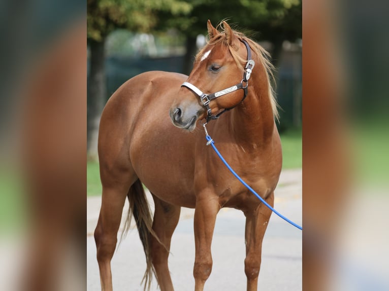 American Quarter Horse Stallion 2 years 14.1 hh Sorrel in Nienhagen